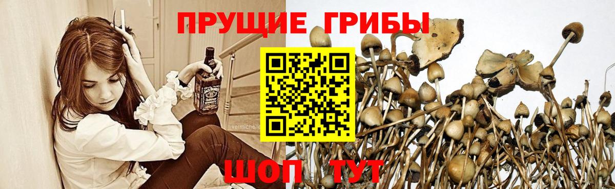 Калининград  Псилоцибиновые грибы Cubensis  Вход с VPN  Псилоцибиновые грибы Psilocybe 